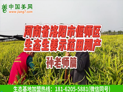 河南洛陽生態生姜基地測產（2） ()