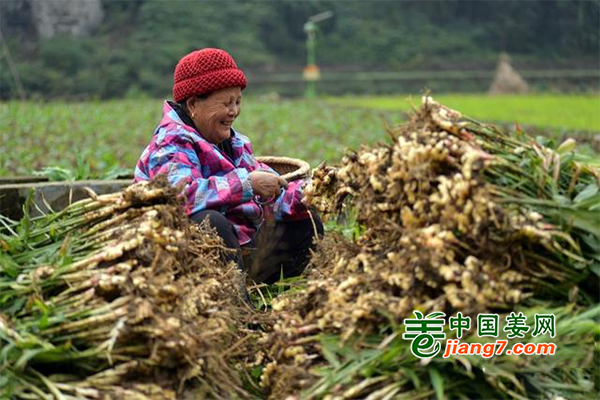 湖南吉首市：金秋時(shí)節(jié)收姜忙 ()