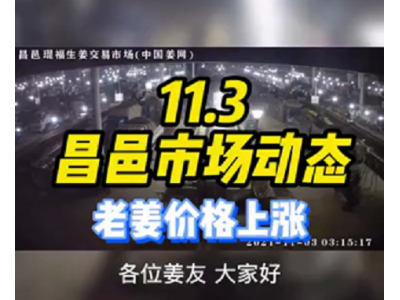 11月3日 昌邑生姜交易實況（價格上漲） (929播放)