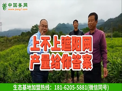 上不上遮陽(yáng)網(wǎng)，產(chǎn)量給你答案 (635播放)