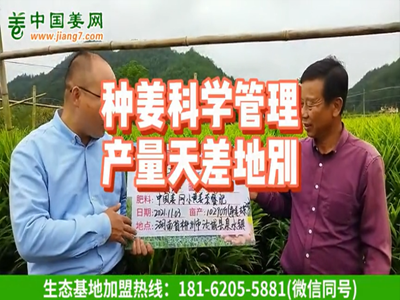 種姜科學管理，產量天差地別 (641播放)