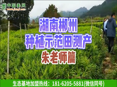湖南汝城生態(tài)生姜基地測(cè)產(chǎn) (908播放)