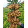 大量出售優(yōu)質(zhì)紅土小黃姜