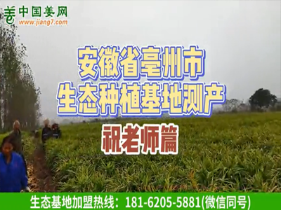 安徽亳州生態生姜基地測產 (776播放)