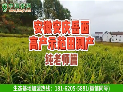 安徽岳西生態生姜基地測產（1） (1094播放)