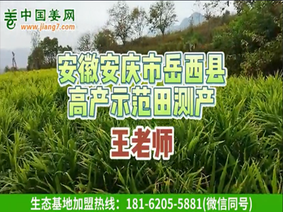 安徽岳西生態生姜基地測產（2） (679播放)