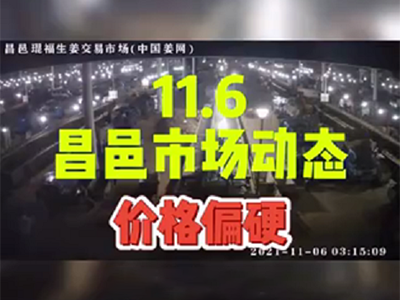 11月6日 昌邑生姜交易實(shí)況（黃姜價(jià)格上漲） (954播放)