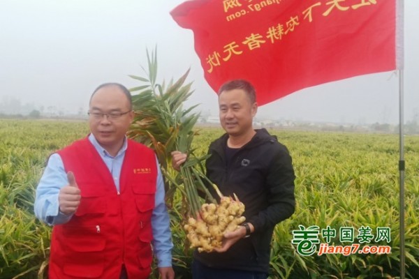 安徽亳州生態(tài)生姜示范田測(cè)產(chǎn)簡(jiǎn)記 ()