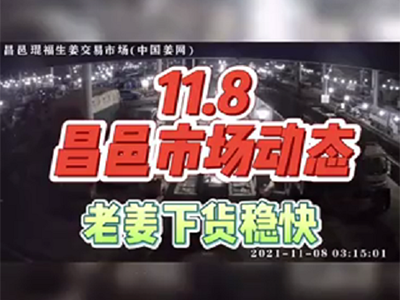 11月8日 昌邑生姜交易實(shí)況（黃姜下貨穩(wěn)快） (1053播放)