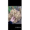 本人大量供應生姜.和干姜