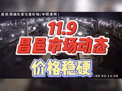 11月9日 昌邑生姜交易實況（價格穩(wěn)硬） (884播放)