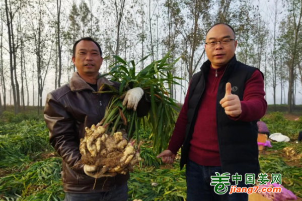 種姜小白怎么也種出了高產(chǎn)生姜？ ()