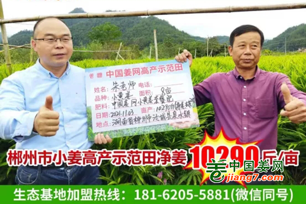 2021'南方小黃姜基地測產(chǎn)報告（一） ()
