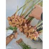 本人長期供應生姜  小黃姜  泡姜  都有