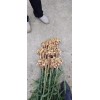 生姜出售60畝