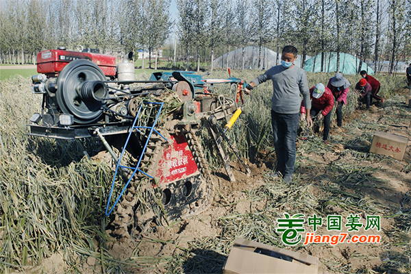 河南尉氏：初冬時節(jié)收大姜 ()