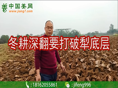 姜地冬耕深翻，要打破犁底層 ()