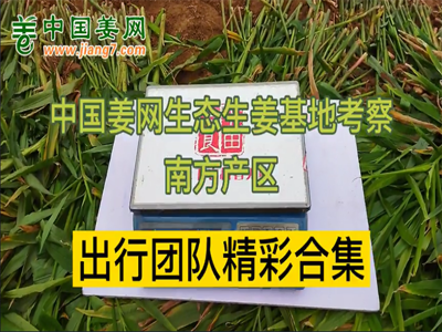 中國姜網植保組南方基地測產精彩集錦 ()