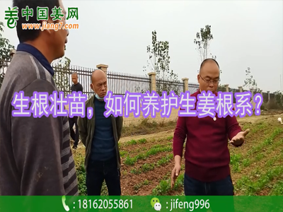 生根壯苗，如何養護生姜根系？ ()