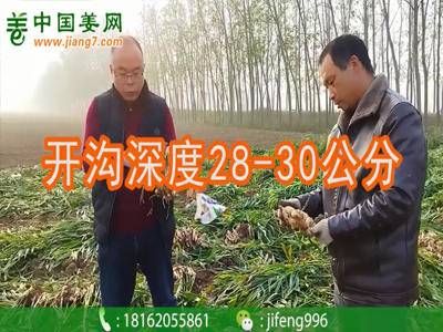 生姜種植開溝深度：28-30公分 (885播放)