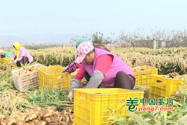 煙臺海陽：大姜畝產(chǎn)過萬斤 ()