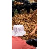 大量出售老黃姜