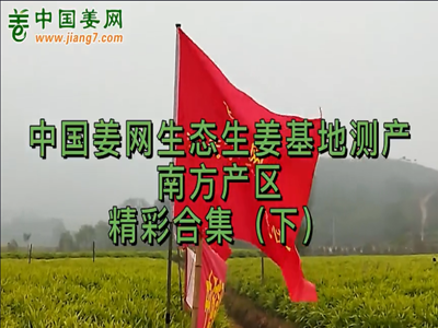 2021年生態生姜基地測產南方產區-精彩合集（下） (985播放)