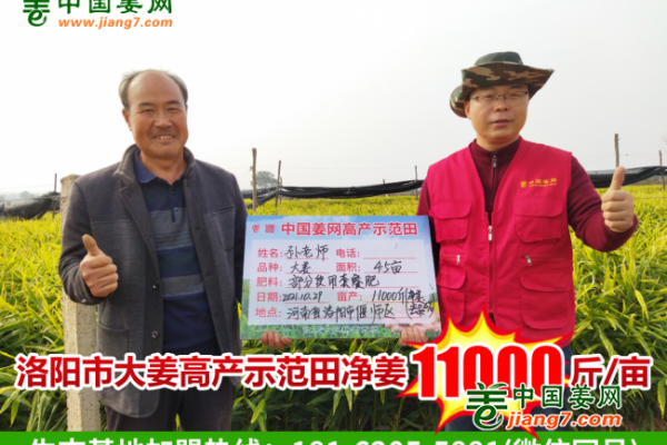 中國姜網(wǎng)2021年生態(tài)生姜基地測產(chǎn)南方產(chǎn)區(qū)-精彩合集（上） ()