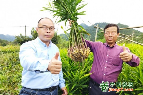 中國姜網(wǎng)2021年生態(tài)生姜基地測產(chǎn)南方產(chǎn)區(qū)-精彩合集（下） ()