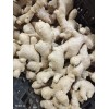 生姜大量批發13176070878