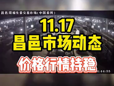 11月17日 昌邑生姜交易實(shí)況（價(jià)格持穩(wěn)） (965播放)