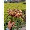 大量供應云南小黃姜