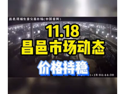11月18日 昌邑生姜交易實(shí)況（價(jià)格持穩(wěn)） (1333播放)