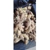 生姜大量批發13176070878