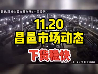 11月20日 昌邑生姜交易實(shí)況（下貨穩(wěn)快） (1393播放)