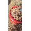 山東生姜批發13176070878
