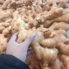 大姜，小黃姜，二黃姜，一手貨源產地直銷
