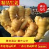 山東生姜產地，常年供應保質保量