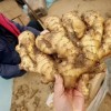 生姜大量批發13176070878