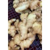 大量供應圓頭姜