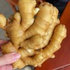 山東生姜產(chǎn)地大量供應(yīng)貨源充足價(jià)格合理