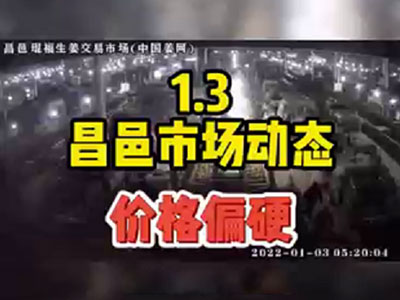 1月3日 昌邑生姜交易實(shí)況（價(jià)格偏硬） (1503播放)