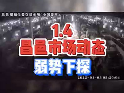 1月4日 昌邑生姜交易實(shí)況（弱勢(shì)下滑） (1425播放)