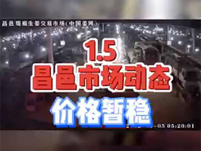 1月5日 昌邑生姜交易實(shí)況（價(jià)格暫穩(wěn)） (1373播放)