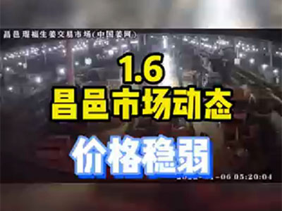 1月6日 昌邑生姜交易實(shí)況（價(jià)格穩(wěn)弱） (1300播放)
