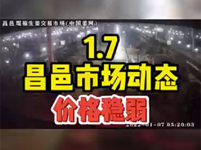 1月7日 昌邑生姜交易實(shí)況（價(jià)格穩(wěn)弱） (1489播放)