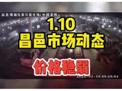 1月10日 昌邑生姜交易實(shí)況（價(jià)格穩(wěn)弱） (1373播放)