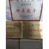 新茬兒地優質無病蟲害短胖姜種，綠色生態態優質大姜生態