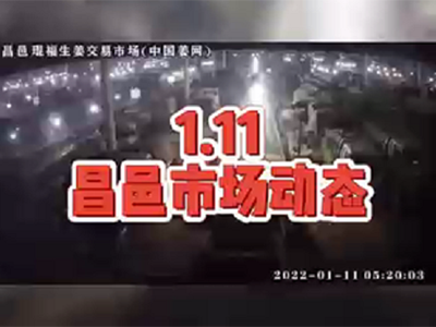 1月11日 昌邑生姜交易實(shí)況（上貨減少） (1504播放)