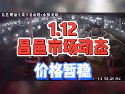 1月12日 昌邑生姜交易實(shí)況（價(jià)格暫穩(wěn)） (1144播放)